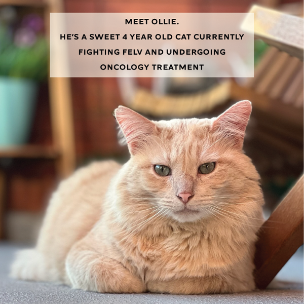 Ollie Care Cat Bundle